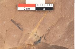 Foto (Detailsansicht) von Quercus palaeoilex Ettingshausen (NHMW-GEO-2024-0188-0830)